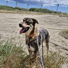 GODIVA, Hund, Mastin Español-Mix in Spanien