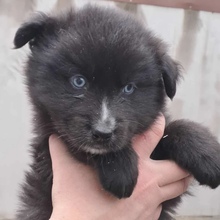 NUKA, Hund, Mischlingshund in Ungarn