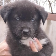 MILAN, Hund, Mischlingshund in Ungarn