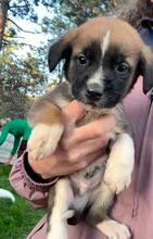 AMINO, Hund, Mischlingshund in Bulgarien