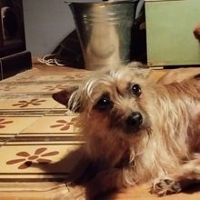 PIPA, Hund, Yorkshire Terrier-Mix in Planegg