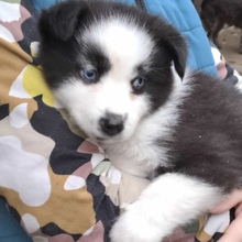 NOVA, Hund, Mischlingshund in Ungarn