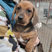 KIRA, Hund, Dackel in Ungarn