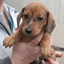 JULIE, Hund, Dackel in Ungarn