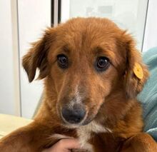 MELLI, Hund, Mischlingshund in Rumänien