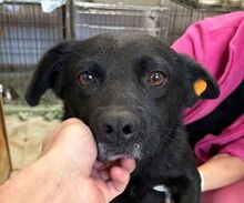 BENSCHI, Hund, Mischlingshund in Rumänien