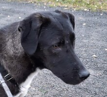 DIZZY, Hund, Deutsch Drahthaar-Windhund-Mix in Hürth