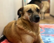 SHORTIE, Hund, Mischlingshund in Aerzen