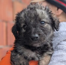 BODO, Hund, Mischlingshund in Rumänien