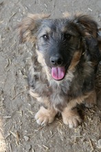 BODO, Hund, Mischlingshund in Soltau