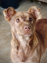 GISELE, Hund, Mischlingshund in Rumänien