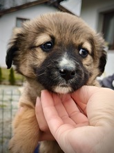 LION, Hund, Mischlingshund in Rumänien