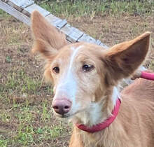 CHISPA, Hund, Podenco Valenciano in Sieversdorf-Hohenofen