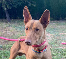 OREO, Hund, Podenco in Dassel