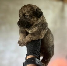 WELPE25B, Hund, Mischlingshund in Rumänien