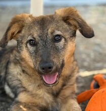 BRÖSEL, Hund, Mischlingshund in Aachen