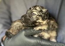 WELPE27B, Hund, Mischlingshund in Rumänien