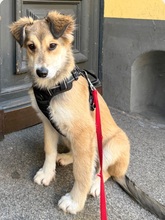 FOXY, Hund, Mischlingshund in Berlin