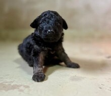 WELPE21B, Hund, Mischlingshund in Rumänien