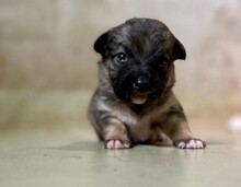 WELPE22B, Hund, Mischlingshund in Rumänien