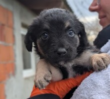 BUSSI, Hund, Mischlingshund in Rumänien