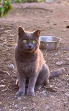 SABRINA, Katze, Russisch Blau in Spanien