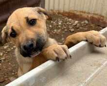 ROSE, Hund, Mischlingshund in Wenden