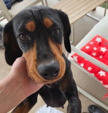 JARAH, Hund, Mischlingshund in Dresden