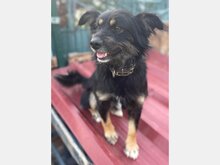 MIMO, Hund, Mischlingshund in Spanien