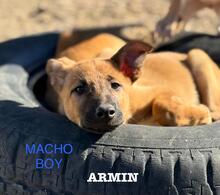 ARMIN, Hund, Malinois-Podenco-Mix in Berlin
