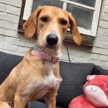 SITA, Hund, Mischlingshund in Sankt Peter-Ording