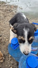 AINA, Hund, Mischlingshund in Dresden