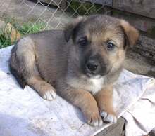 OLEK, Hund, Mischlingshund in Bulgarien