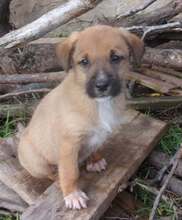 ODIN, Hund, Mischlingshund in Bulgarien