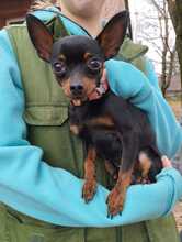 MELVIN, Hund, Russischer Toyterrier in Ungarn