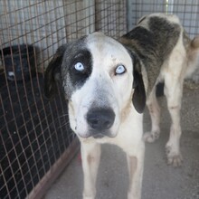 ARMONY, Hund, mastin in Spanien