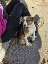 BIBI, Hund, Mischlingshund in Bulgarien