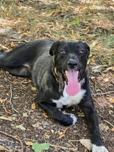 CHOCHO, Hund, Mischlingshund in Bulgarien