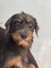 MAMISITA, Hund, Mischlingshund in Spanien