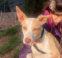 TAPI, Hund, Podenco in Vichel