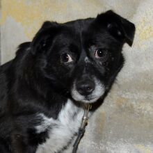 BECKY, Hund, Mischlingshund in Emmendingen