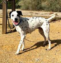 BELLA, Hund, Dalmatiner-Mix in Spanien