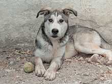 LOPE, Hund, Husky-Mix in Spanien