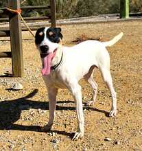 BESTIA, Hund, Bodeguero Andaluz-Mix in Spanien