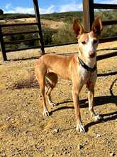 GLORIA, Hund, Podenca-Mix in Spanien