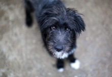 POSEIDON, Hund, Schnauzer in Rumänien