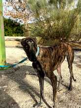 PASTORA, Hund, Galga-Mix in Spanien