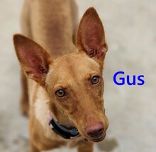 GUS, Hund, Podenco in Spanien