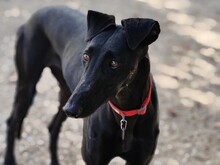 INDIA2, Hund, Galgo Español in Spanien