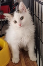 TULIP, Katze, Europäische Langhaarkatze in Hannover